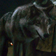 Image for article titled The Truth About Real-Life Dire Wolves